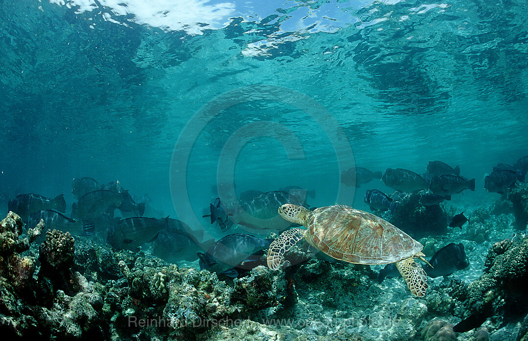 Suppenschildkroete, Gruene Meeresschildkroete und Bueffelkopfpapageifisch, Chelonia mydas, Bolbometopon muricatum, Pazifik, Pacific ocean, Borneo, Sipadan, Malaysia