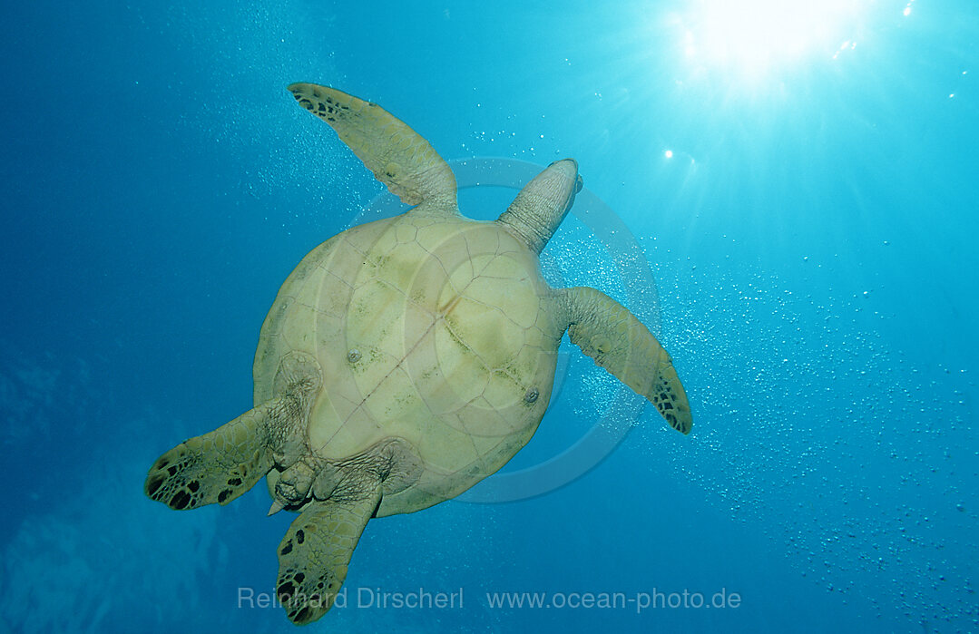 Green sea turtle, green turtle