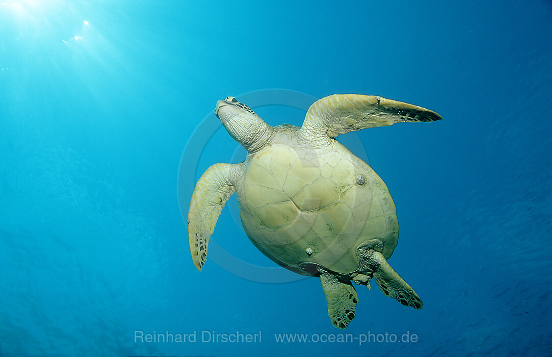 Suppenschildkroete, Gruene Meeresschildkroete, Chelonia mydas, Pazifik, Pacific ocean, Borneo, Sipadan, Malaysia