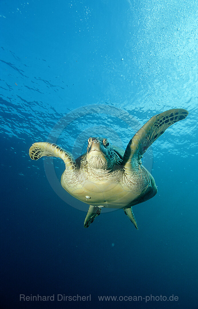 Suppenschildkroete, Gruene Meeresschildkroete