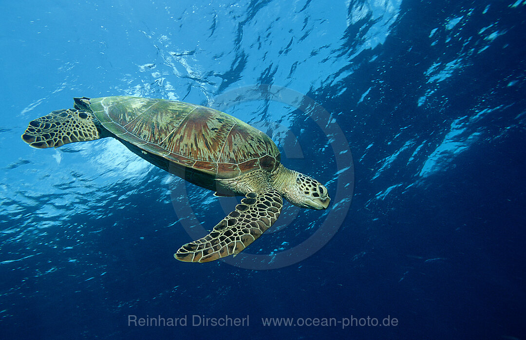 Suppenschildkroete, Gruene Meeresschildkroete, Chelonia mydas, Pazifik, Pacific ocean, Borneo, Sipadan, Malaysia