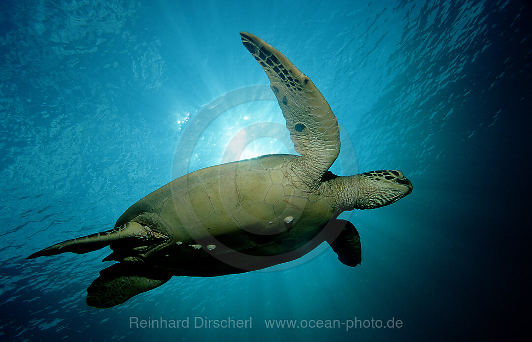 Green sea turtle, green turtle