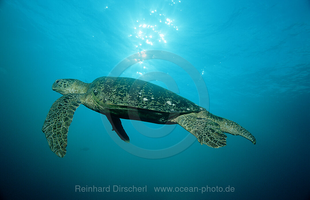 Suppenschildkroete, Gruene Meeresschildkroete