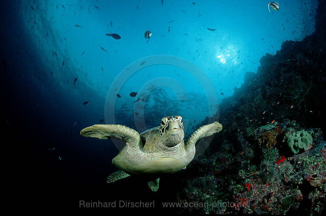 Suppenschildkroete, Gruene Meeresschildkroete, Chelonia mydas, Pazifik, Pacific ocean, Borneo, Sipadan, Malaysia