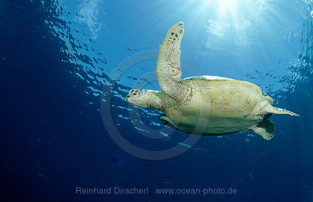 Suppenschildkroete, Gruene Meeresschildkroete, Chelonia mydas, Pazifik, Pacific ocean, Borneo, Sipadan, Malaysia