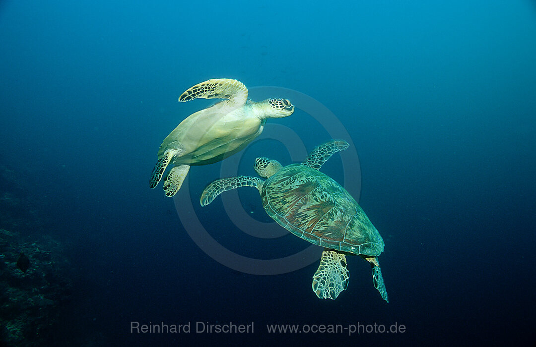 Zwei Suppenschildkroeten, Gruene Meeresschildkroete, Chelonia mydas, Pazifik, Pacific ocean, Borneo, Sipadan, Malaysia