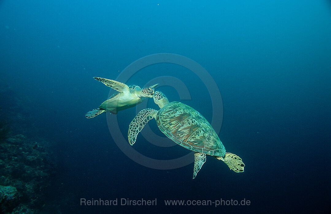 Two Green sea turtle, green turtles