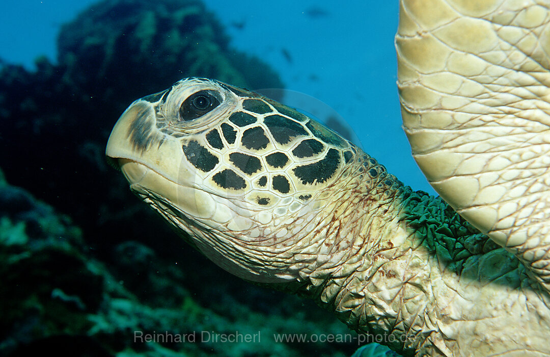 Green sea turtle, green turtle