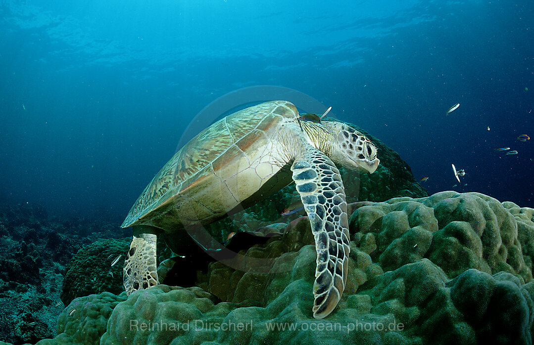 Suppenschildkroete, Gruene Meeresschildkroete, Chelonia mydas, Pazifik, Pacific ocean, Borneo, Sipadan, Malaysia