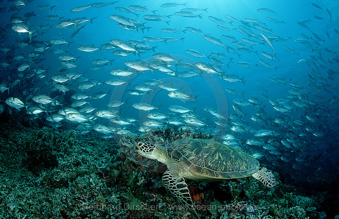 Suppenschildkroete, Gruene Meeresschildkroete, Chelonia mydas, Pazifik, Pacific ocean, Borneo, Sipadan, Malaysia