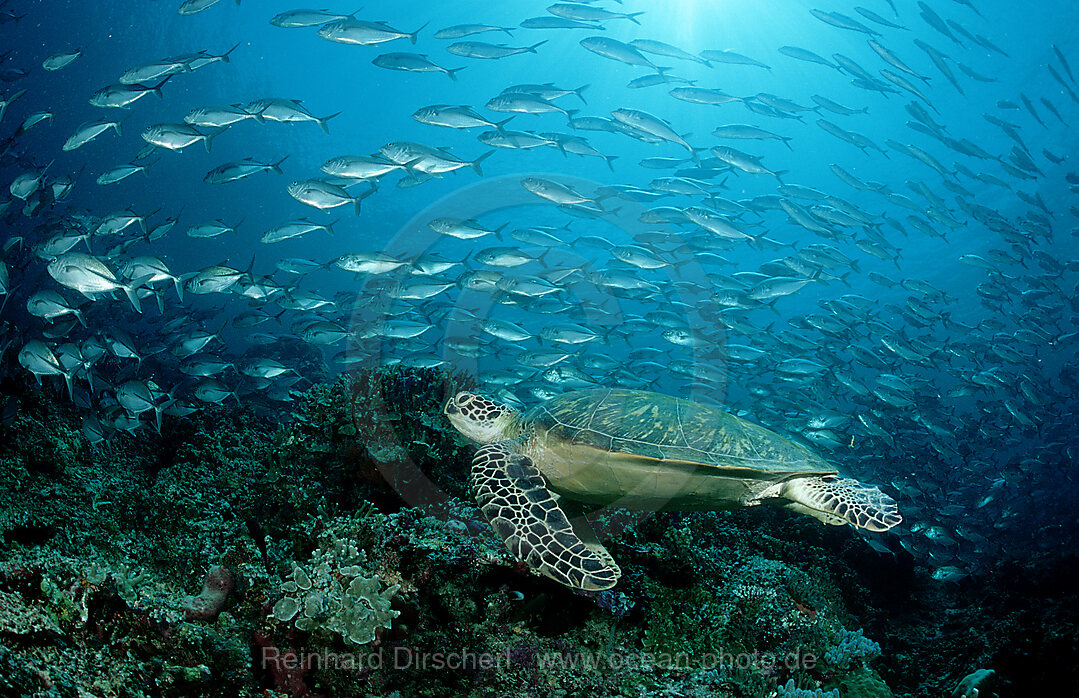 Suppenschildkroete, Gruene Meeresschildkroete, Chelonia mydas, Pazifik, Pacific ocean, Borneo, Sipadan, Malaysia