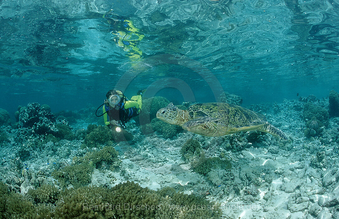 Suppenschildkroete, Gruene Meeresschildkroete und Taucher, Chelonia mydas, Pazifik, Pacific ocean, Borneo, Sipadan, Malaysia