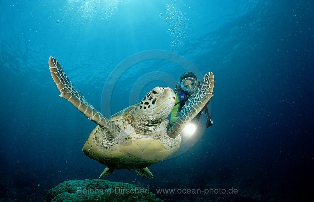 Suppenschildkroete, Gruene Meeresschildkroete und Taucher, Chelonia mydas, Pazifik, Pacific ocean, Borneo, Sipadan, Malaysia