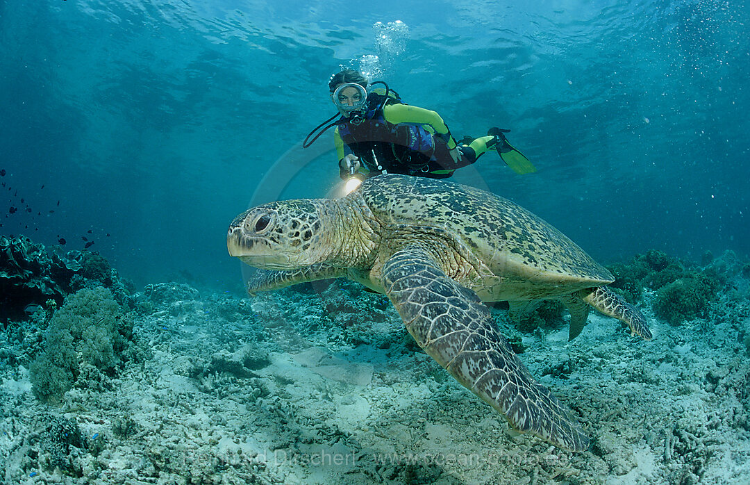 Suppenschildkroete, Gruene Meeresschildkroete und Taucher, Chelonia mydas, Pazifik, Pacific ocean, Borneo, Sipadan, Malaysia