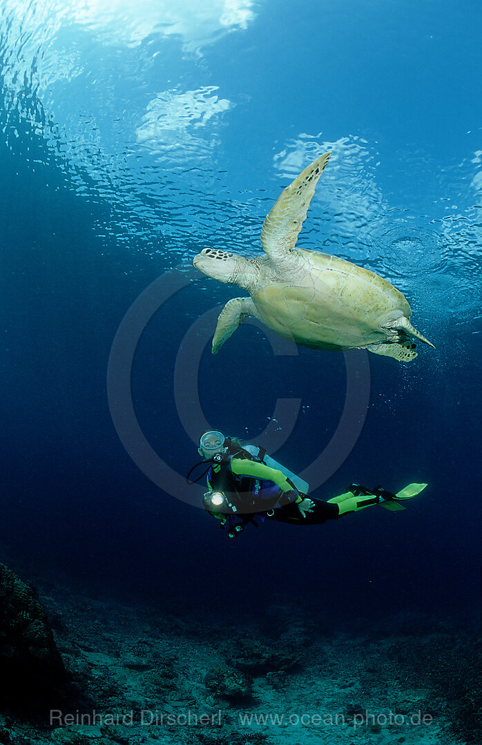 Suppenschildkroete, Gruene Meeresschildkroete und Taucher, Chelonia mydas, Pazifik, Pacific ocean, Borneo, Sipadan, Malaysia