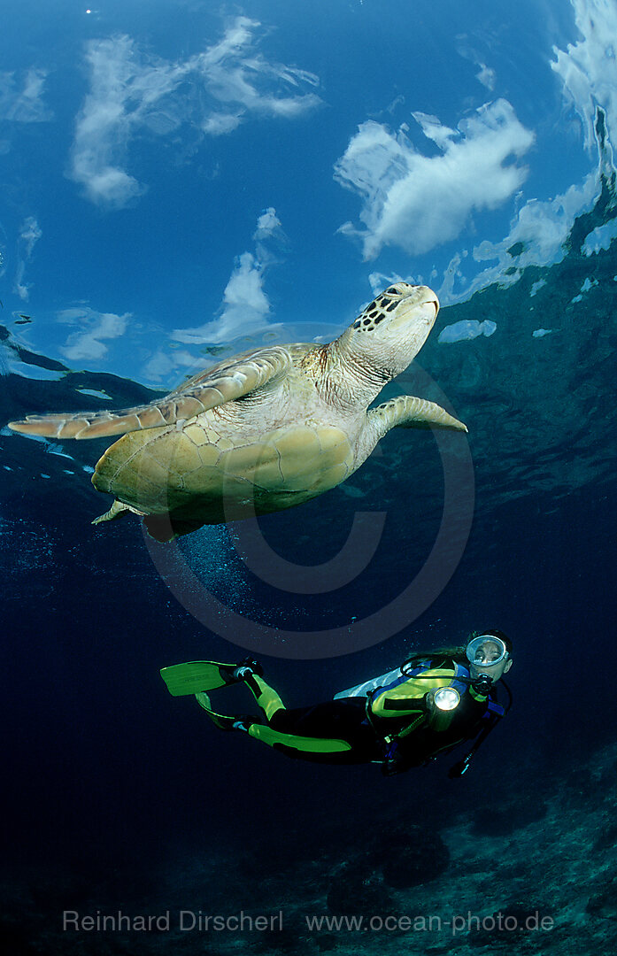 Suppenschildkroete, Gruene Meeresschildkroete und Taucher, Chelonia mydas, Pazifik, Pacific ocean, Borneo, Sipadan, Malaysia