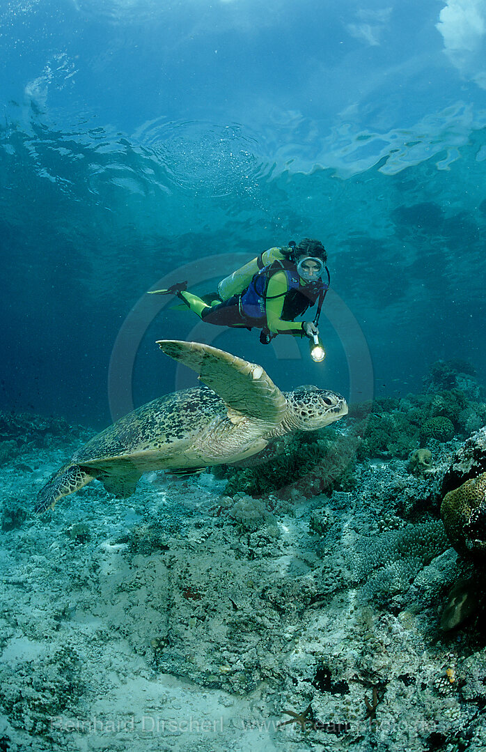 Suppenschildkroete, Gruene Meeresschildkroete und Taucher, Chelonia mydas, Pazifik, Pacific ocean, Borneo, Sipadan, Malaysia