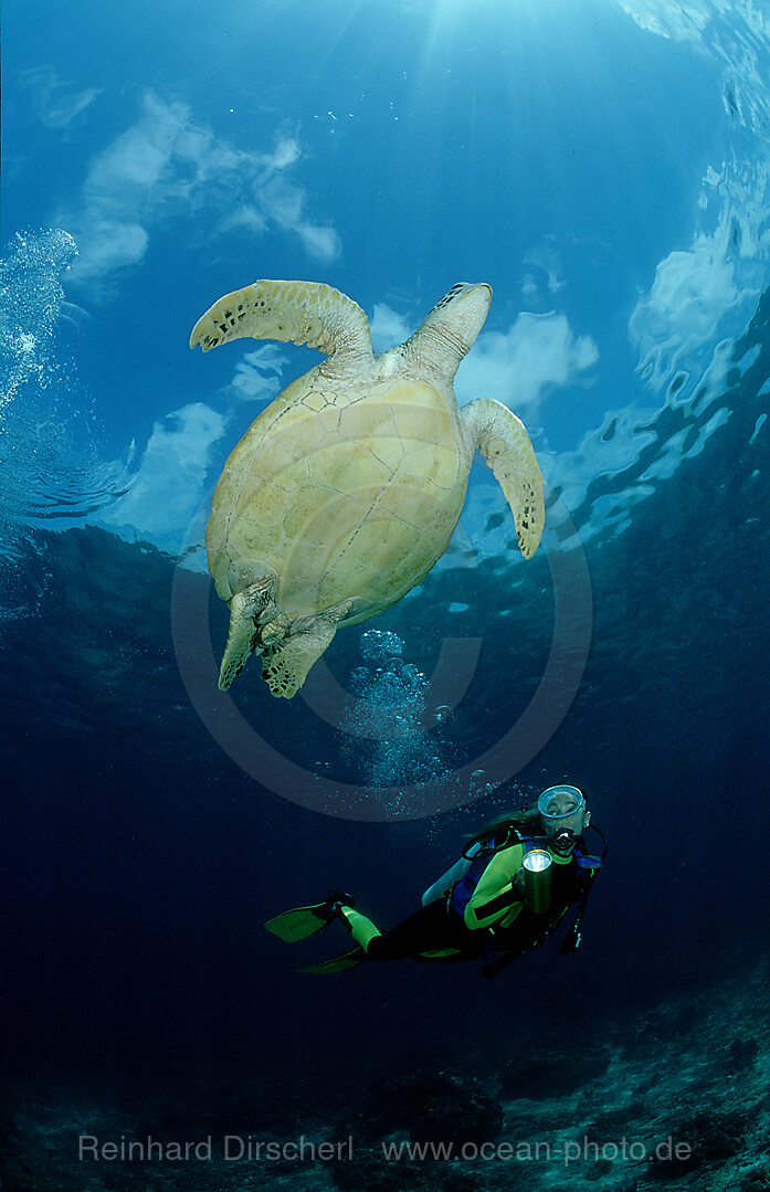 Suppenschildkroete, Gruene Meeresschildkroete und Taucher, Chelonia mydas, Pazifik, Pacific ocean, Borneo, Sipadan, Malaysia