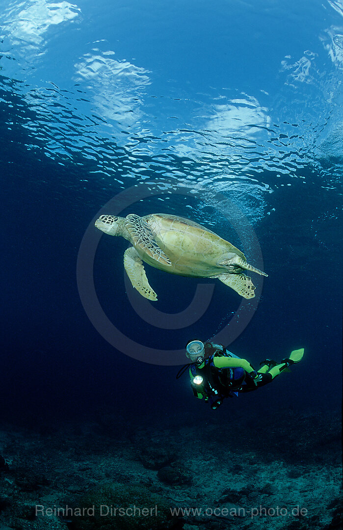 Suppenschildkroete, Gruene Meeresschildkroete und Taucher, Chelonia mydas, Pazifik, Pacific ocean, Borneo, Sipadan, Malaysia