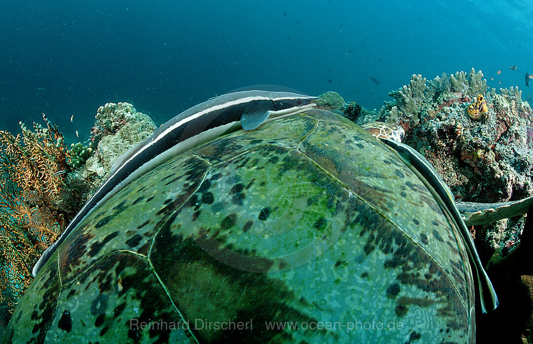 Suppenschildkroete, Gruene Meeresschildkroete und  Schiffshalter, Chelonia mydas, Echeneis naucrates, Pazifik, Pacific ocean, Borneo, Sipadan, Malaysia