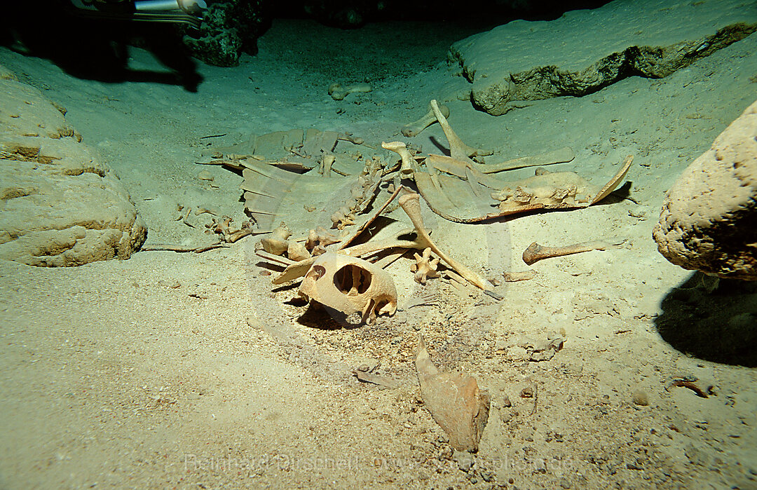 Hoehlentaucher und Schildkroetenskelett, Hoehlentauchen, Pazifik, Pacific ocean, Borneo, Sipadan, Malaysia