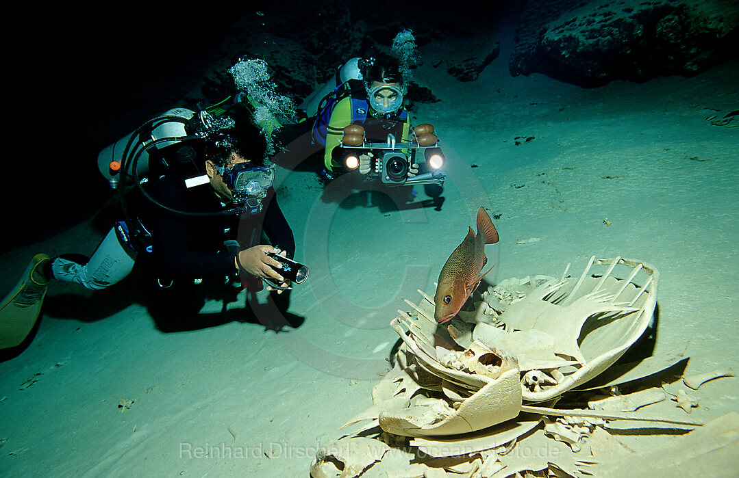 Hoehlentaucher und Schildkroetenskelett, Hoehlentauchen, Pazifik, Pacific ocean, Borneo, Sipadan, Malaysia