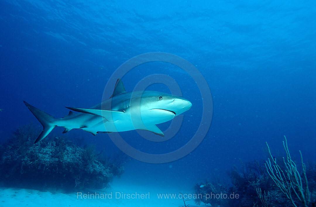 caribbean reef shark
