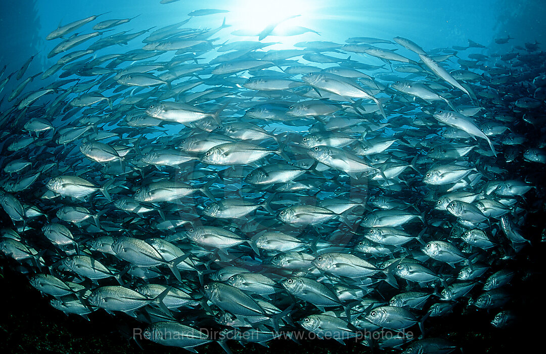 Grossaugen-Stachelmakrelen, Caranx sexfasciatus, Pazifik, Pacific ocean, Borneo, Sipadan, Malaysia