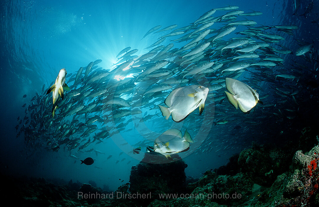 Grossaugen-Stachelmakrelen, Caranx sexfasciatus, Pazifik, Pacific ocean, Borneo, Sipadan, Malaysia