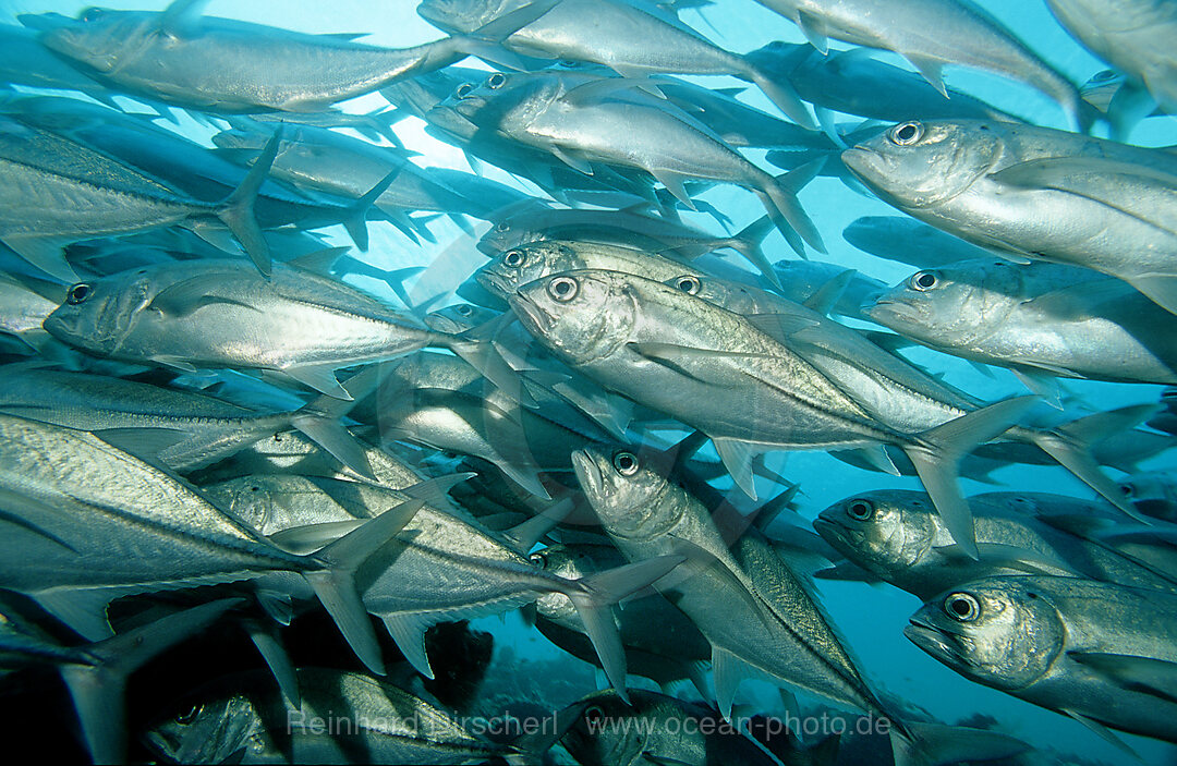 Bigeye trevally