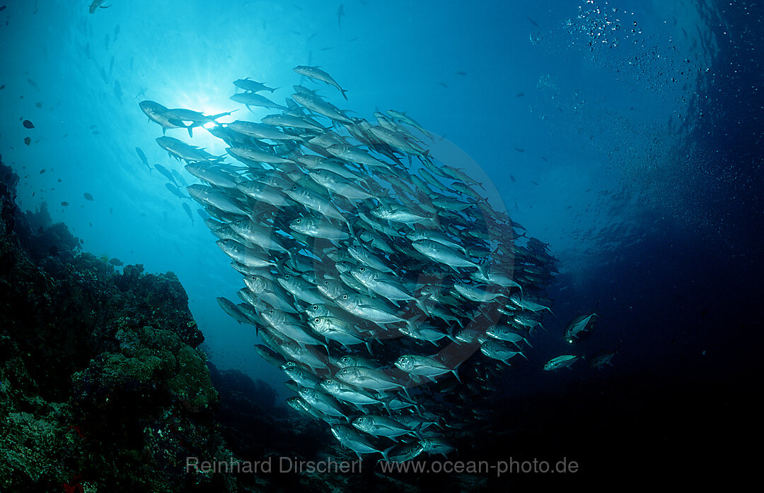 Bigeye trevally