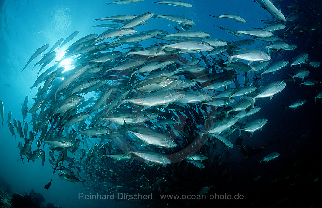 Grossaugen-Stachelmakrelen, Caranx sexfasciatus, Pazifik, Pacific ocean, Borneo, Sipadan, Malaysia