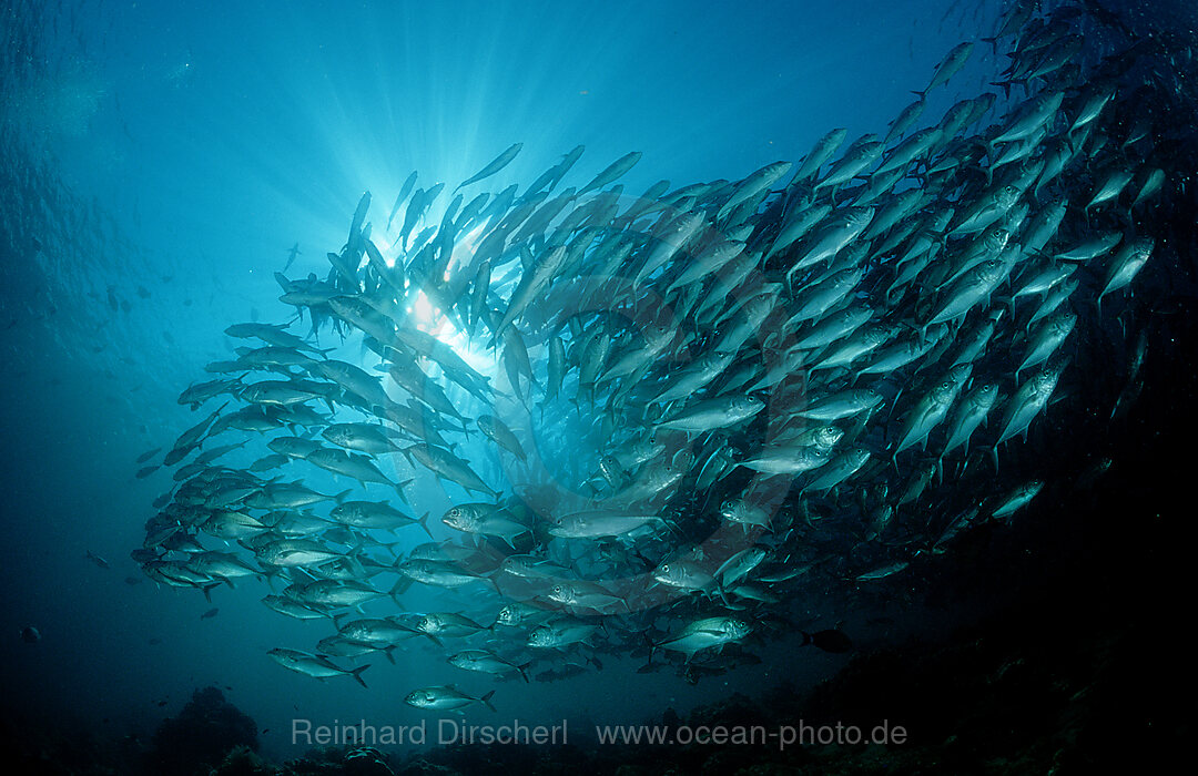 Grossaugen-Stachelmakrelen, Caranx sexfasciatus, Pazifik, Pacific ocean, Borneo, Sipadan, Malaysia