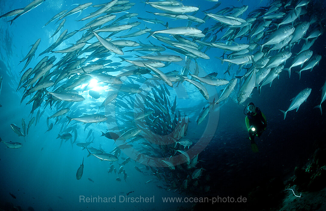 Grossaugen-Stachelmakrelen und Taucher, Caranx sexfasciatus, Pazifik, Pacific ocean, Borneo, Sipadan, Malaysia