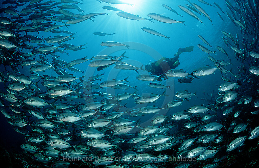 Bigeye trevally and scuba diver