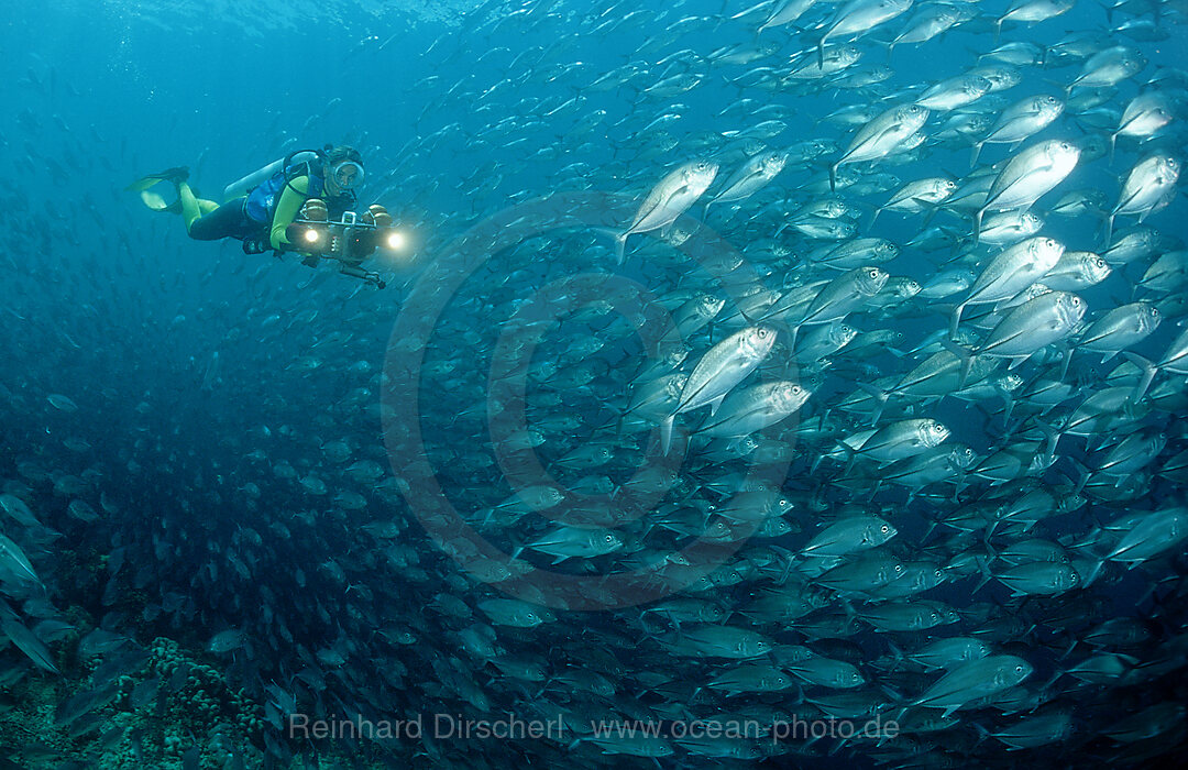 Grossaugen-Stachelmakrelen und Taucher, Caranx sexfasciatus, Pazifik, Pacific ocean, Borneo, Sipadan, Malaysia