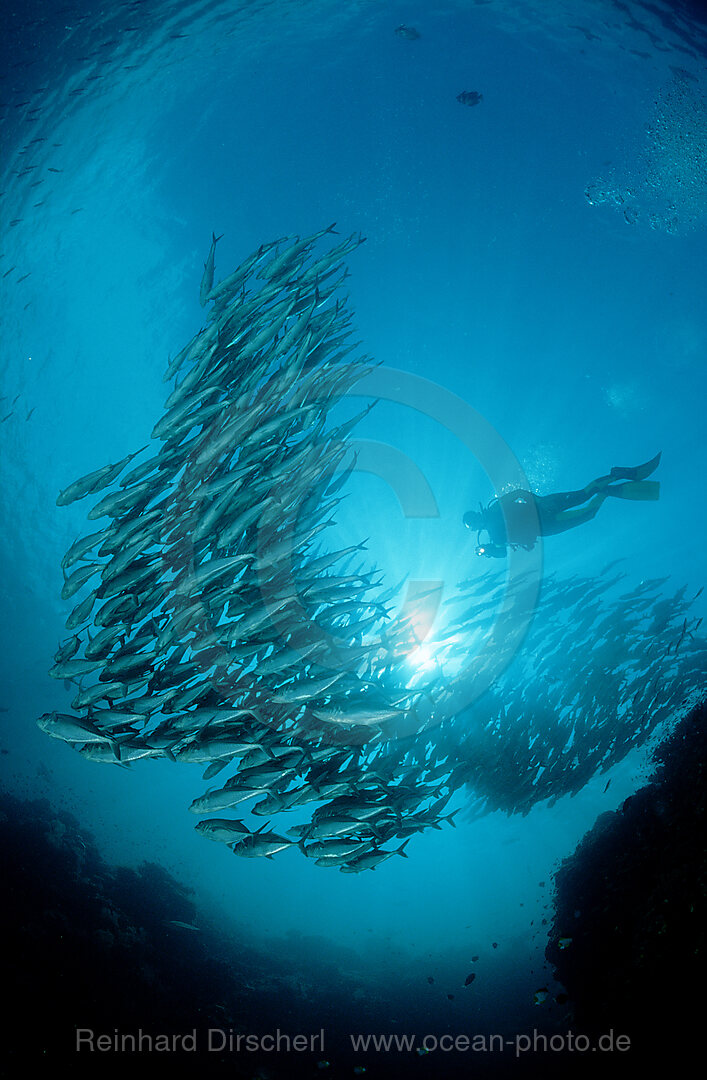 Grossaugen-Stachelmakrelen und Taucher, Caranx sexfasciatus, Pazifik, Pacific ocean, Borneo, Sipadan, Malaysia