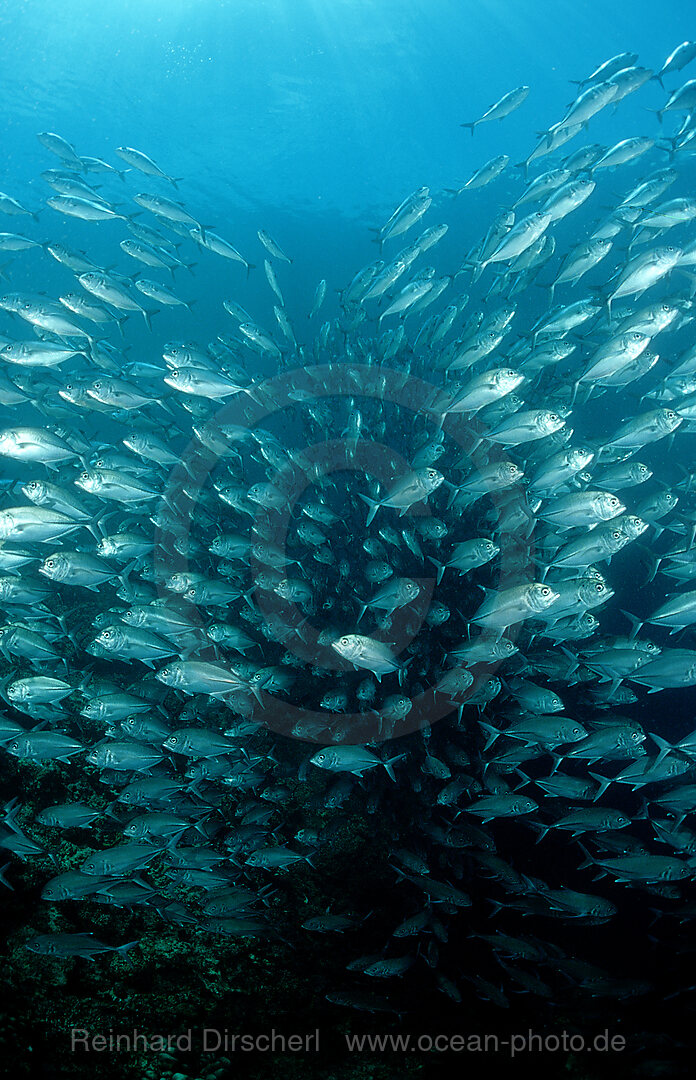 Grossaugen-Stachelmakrelen, Caranx sexfasciatus, Pazifik, Pacific ocean, Borneo, Sipadan, Malaysia