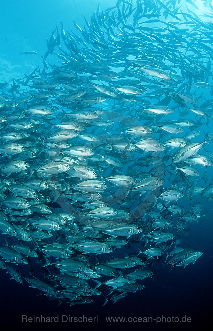 Grossaugen-Stachelmakrelen, Caranx sexfasciatus, Pazifik, Pacific ocean, Borneo, Sipadan, Malaysia