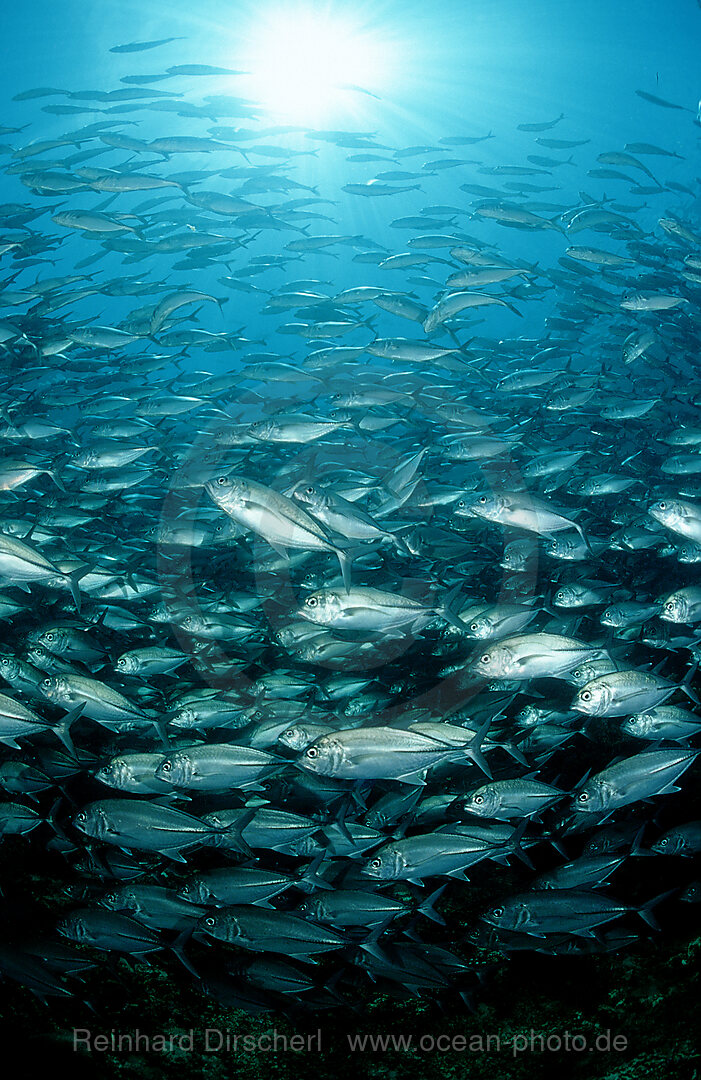 Bigeye trevally