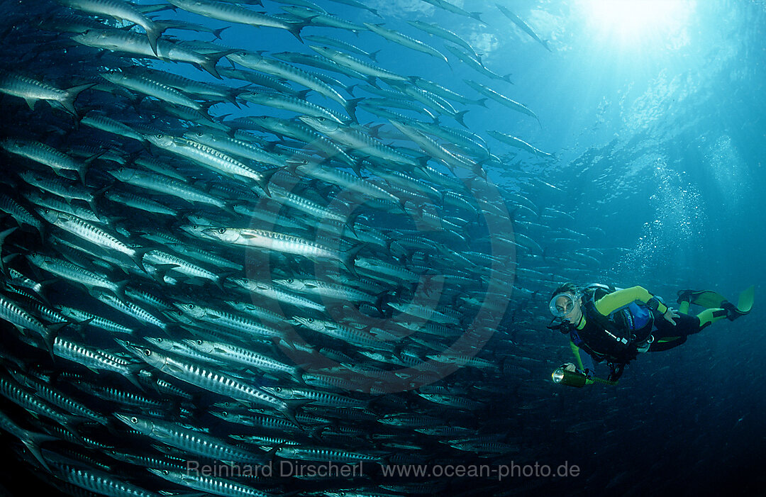 Dunkelflossen-Barrakuda und Taucher, Sphyraena qenie, Pazifik, Celebessee, Malaysia, Borneo, Sipadan