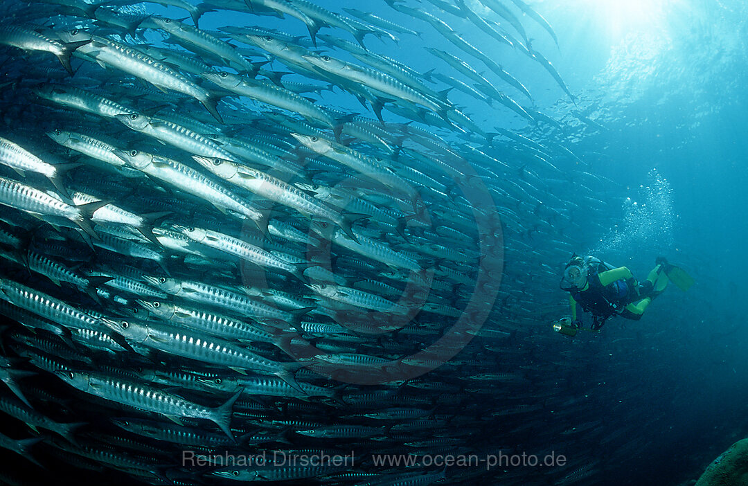 Blackfin barracuda and scuba diver