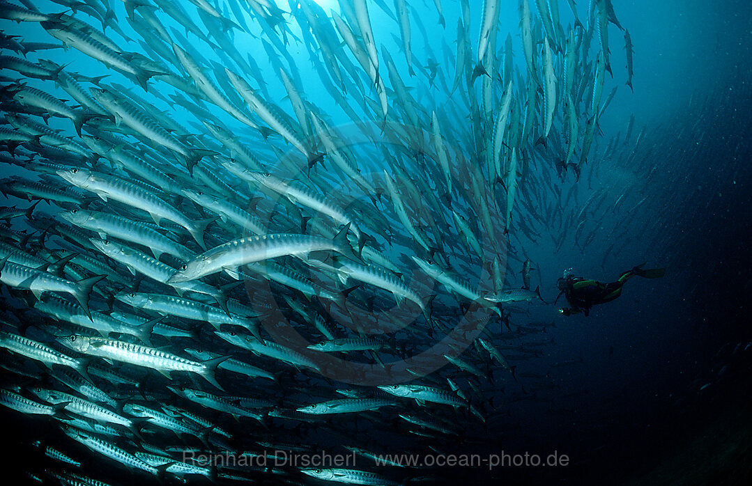 Dunkelflossen-Barrakuda und Taucher, Sphyraena qenie, Pazifik, Celebessee, Malaysia, Borneo, Sipadan