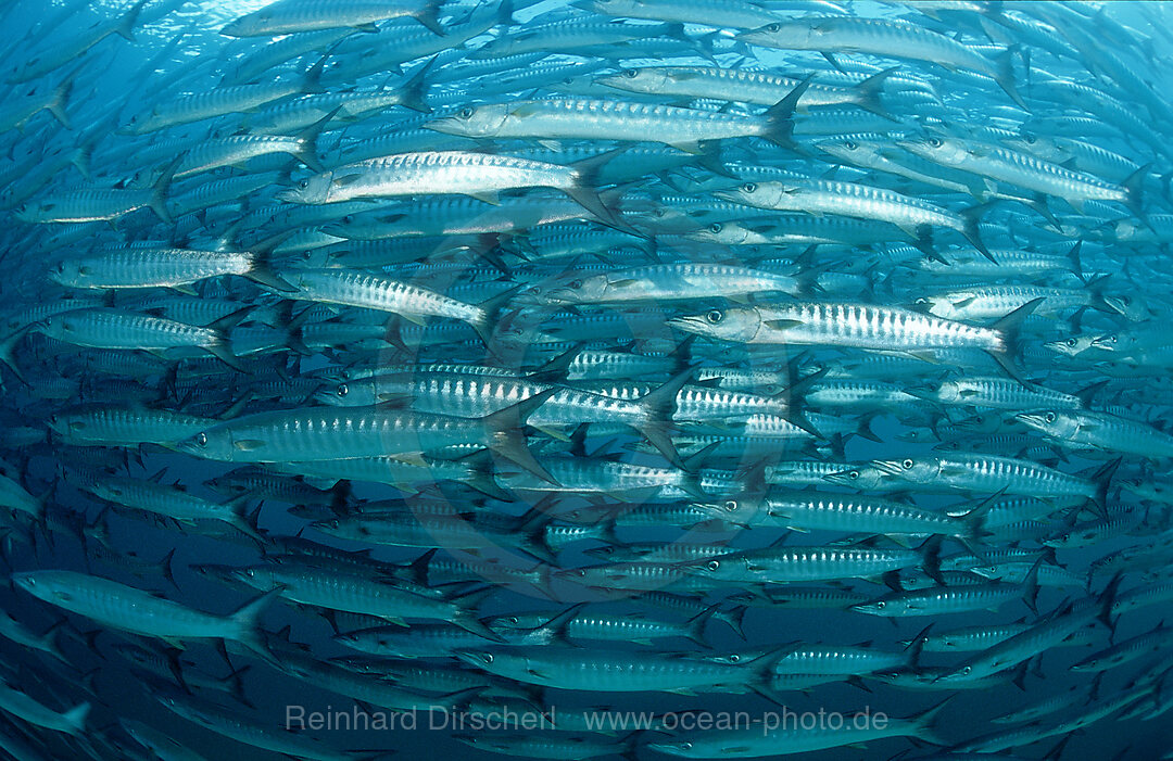 Dunkelflossen-Barrakuda, Sphyraena qenie, Pazifik, Celebessee, Malaysia, Borneo, Sipadan