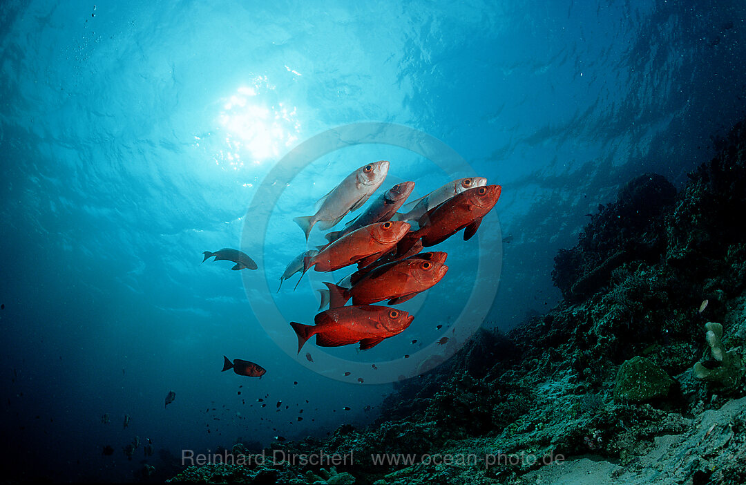 Schwarm Grossaugenbarsche, Priacanthus hamrur, Pazifik, Pacific ocean, Borneo, Sipadan, Malaysia