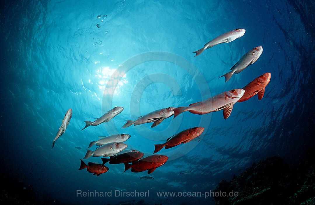 Schwarm Grossaugenbarsche, Priacanthus hamrur, Pazifik, Pacific ocean, Borneo, Sipadan, Malaysia