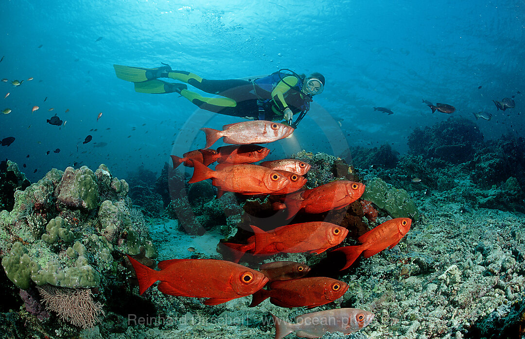 Schwarm Grossaugenbarsche, Priacanthus hamrur, Pazifik, Pacific ocean, Borneo, Sipadan, Malaysia