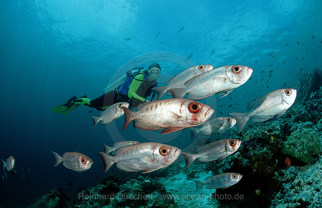 Schwarm Grossaugenbarsche, Priacanthus hamrur, Pazifik, Pacific ocean, Borneo, Sipadan, Malaysia