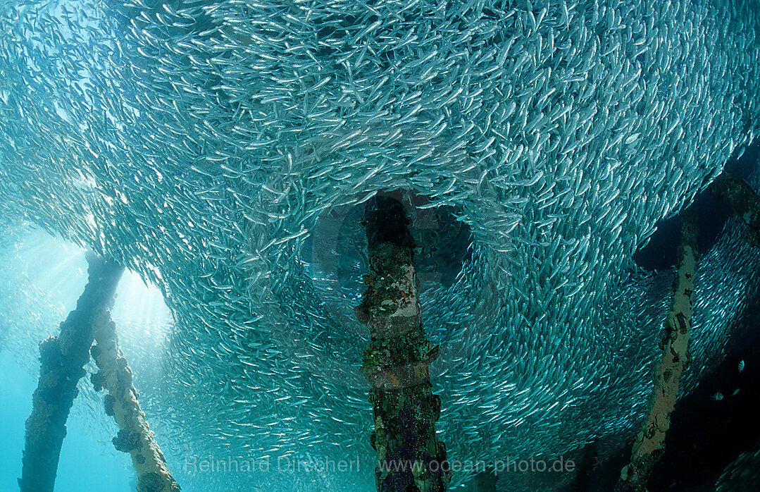 Glasfische unter Holzsteg (Tauchbasis Lankayan), Parapriacanthus ransonneti, Pazifik, Pacific ocean, Borneo, Lankayan, Malaysia