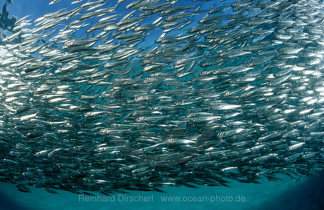 Glasfische unter Holzsteg (Tauchbasis Lankayan), Parapriacanthus ransonneti, Pazifik, Pacific ocean, Borneo, Lankayan, Malaysia